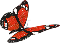 butterfly.png